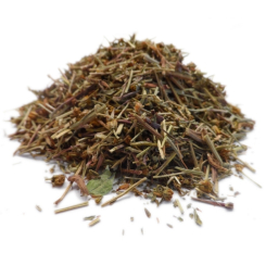 Chrysanthellum americanum Aufguss - PC