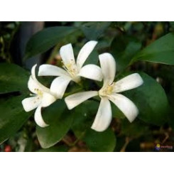 Jasmin - Fleur entière Bio - Herboristerie du Valmont - Plantes médicinales en vrac - Tisanes de plantes simples - 2