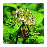 Eleutherococcus - Eleutherococus senticosus - Poeder - Bulk kruidenpoeders - 2