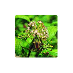 Eleutherocoque - Eleutherococus senticosus - Poudre - Poudres de plantes médicinales en vrac - 2