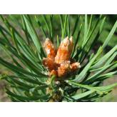 Pin - Tisane Pinus sylvestris  - Bourgeons entiers - Bio - Plantes médicinales en vrac - Tisanes de plantes simples - 2