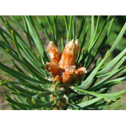 Den - Pinus sylvestris kruidenthee - Hele knoppen - Biologisch - Losse medicinale planten - Kruidenthee van één plant - 2