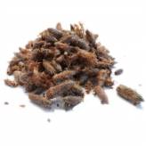 Infusion de Pin Bio - Bourgeons-Tisane Pin Bourgeons Bio