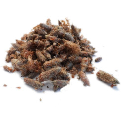 Infusion de Pin Bio - Bourgeons