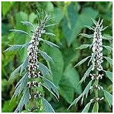 Herzgespann - Leonurus cardiaca Kräutertee - Bio Schnittpflanze - Lose Heilpflanzen - Einzelpflanzen Kräutertees - 2