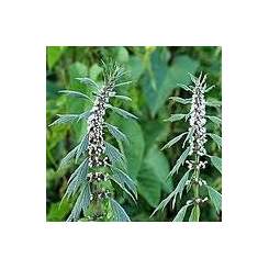 Herzgespann - Leonurus cardiaca Kräutertee - Bio Schnittpflanze - Lose Heilpflanzen - Einzelpflanzen Kräutertees - 2