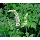Cimicifuga  racemosa (Actée à grappe) - Poudre 100% pure - Poudres de plantes médicinales en vrac - 2