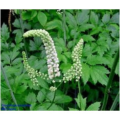 Cimicifuga  racemosa (Actée à grappe) - Poudre 100% pure - Poudres de plantes médicinales en vrac - 2