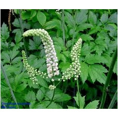 Actée à grappe Cimicifuga - Actaea racemosa  - Poudre - Poudres de plantes médicinales en vrac - 2