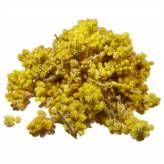 Immortelle - Tisane Helichrysum italicum - Fleurs - Plantes médicinales en vrac - Tisanes de plantes simples - 1