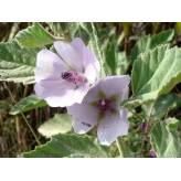 Guimauve - Tisane Althaea officinalis - Feuille coupée Bio - Plantes médicinales en vrac - Tisanes de plantes simples - 2