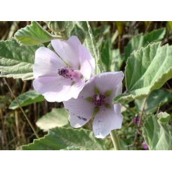 Guimauve - Tisane Althaea officinalis - Feuille coupée Bio - Plantes médicinales en vrac - Tisanes de plantes simples - 2