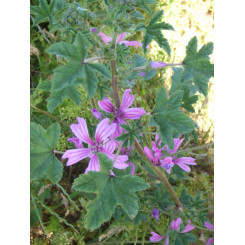 Mauve - Tisane Malva sylvestris - Fleur - Plantes médicinales en vrac - Tisanes de plantes simples - 4