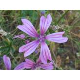 Tisane Mauve Fleur - Plantes médicinales en vrac - Tisanes de plantes simples - 5