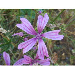 Tisane Mauve Fleur - Plantes médicinales en vrac - Tisanes de plantes simples - 5