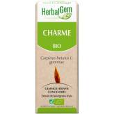 Charme bourgeon Bio - carpinus betulus Macérat - 15 ml - Herbalgem - 1 - Herboristerie du Valmont