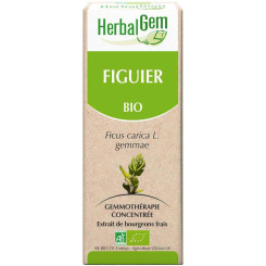 Figuier bourgeon Bio - Ficus carica Macérat - 50 ml - Herbalgem - Gemmothérapie - 2