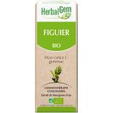 Figuier bourgeon Bio - Ficus carica Macérat - 15 ml - Herbalgem - 1 - Herboristerie du Valmont