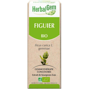 Figuier bourgeon Bio - Ficus carica Macérat - 15 ml - Herbalgem - 1 - Herboristerie du Valmont