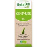 Genevrier bourgeon Bio -  Juniperus communis Macérat - 50 ml - Herbalgem - Gemmothérapie - 2