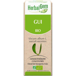 Gui bourgeon Bio - Viscum album Macérat - 30 ml - Herbalgem - Gemmothérapie - 2