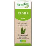 Olivier bourgeon Bio - Olea europaea Macérat - 30 ml Herbalgem - Gemmothérapie - 2