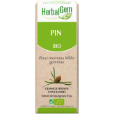 Kiefernknospen 50 ml Bio - Pinus montana Mazerat - Herbalgem - Gemmotherapie - 2