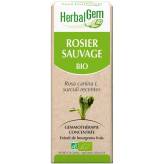 Rosier sauvage bourgeon Bio - Rosa canina Macérat - 50 ml - Herbalgem - 1 - Herboristerie du Valmont