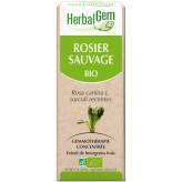 Rosier sauvage bourgeon Bio - Rosa canina Macérat - 30 ml - Herbalgem - Gemmothérapie - 2