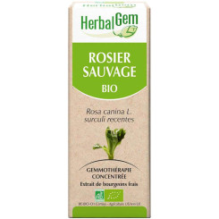 Rosier sauvage bourgeon Bio - Rosa canina Macérat - 30 ml - Herbalgem - Gemmothérapie - 2