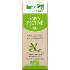Sapin pectiné bourgeon Bio - Abies alba Macérat - 50 ml  - Herbalgem - Gemmothérapie - 2