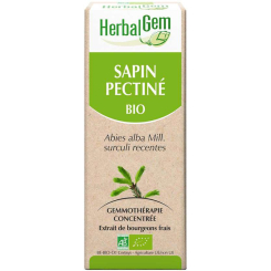 Sapin pectiné bourgeon Bio - Abies alba Macérat - 30 ml  - Herbalgem - Gemmothérapie - 2