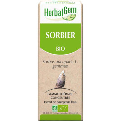 Sorbier Bourgeon Bio - Sorbus aucuparia Macérat - 30 ml - Herbalgem - Gemmothérapie - 2