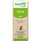 Vigne bourgeon 50 ml Bio - Herbalgem - 1 - Herboristerie du Valmont