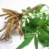 Valériane Racine coupée - Tisane Valeriana officinalis - Plantes médicinales en vrac - Tisanes de plantes simples - 2