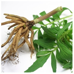 Valériane Racine coupée - Tisane Valeriana officinalis - Plantes médicinales en vrac - Tisanes de plantes simples - 2