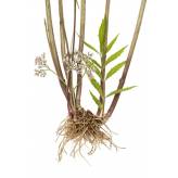 Valériane Racine coupée - Tisane Valeriana officinalis - Plantes médicinales en vrac - Tisanes de plantes simples - 3