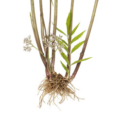 Valériane Racine coupée - Tisane Valeriana officinalis - Plantes médicinales en vrac - Tisanes de plantes simples - 3