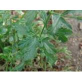 Valériane Racine coupée - Tisane Valeriana officinalis - Plantes médicinales en vrac - Tisanes de plantes simples - 4