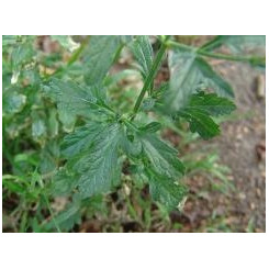 Valériane Racine coupée - Tisane Valeriana officinalis - Plantes médicinales en vrac - Tisanes de plantes simples - 4