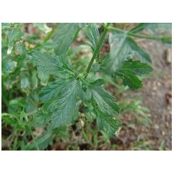 Valériane Racine coupée - Tisane Valeriana officinalis - Plantes médicinales en vrac - Tisanes de plantes simples - 4