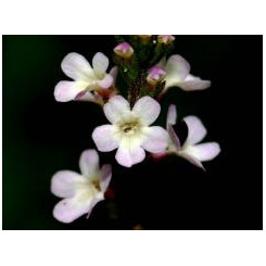 Valériane Racine coupée - Tisane Valeriana officinalis - Plantes médicinales en vrac - Tisanes de plantes simples - 5