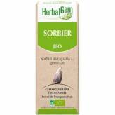 Sorbier Bourgeon Bio - Sorbus aucuparia Macérat - 15 ml - Herbalgem