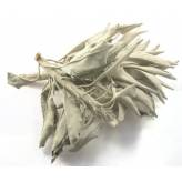 Sauge blanche pour Fumigation-Sauge blanche  (Salvia apiana) - Fumigation