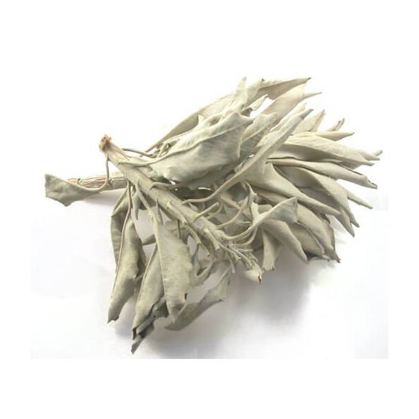 Sauge blanche  (Salvia apiana) - Fumigation - 50 gr - 1 - Herboristerie du Valmont