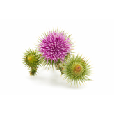 Kliskruid - Arctium lappa - Biologisch wortelpoeder - Geneeskrachtige kruidenpoeders in bulkverpakking - 2