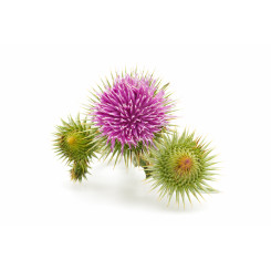 Bardane - Arctium lappa - Poudre de Racine Bio - Poudres de plantes médicinales en vrac - 2