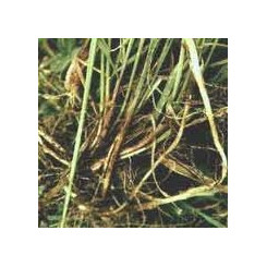 Chiendent - Tisane Agropyron repens - Rhizome coupé Bio - Plantes médicinales en vrac - Tisanes de plantes simples - 2