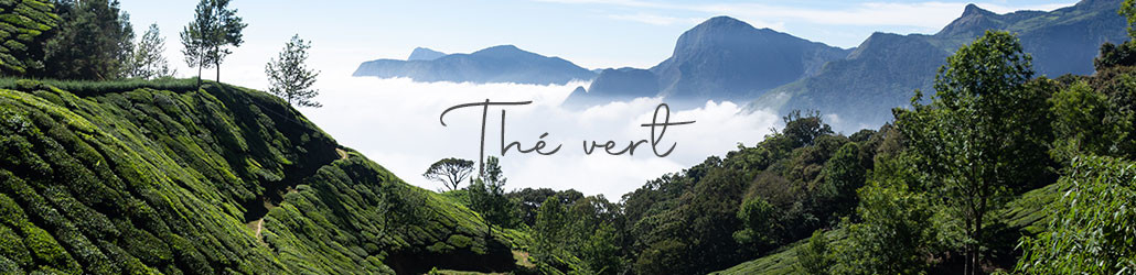 Premium Groene Thee - De Beste Thee