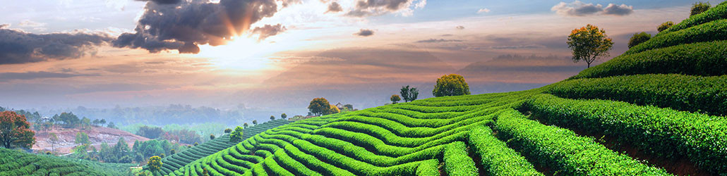 Witte thee, het juweel onder de theeën